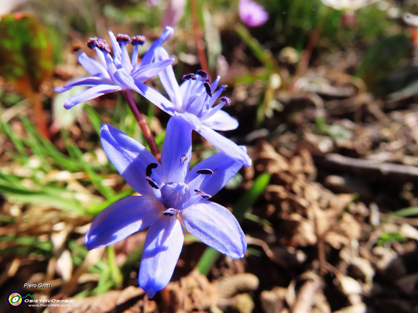 70 Scilla bifolia (Scilla silvestre).JPG